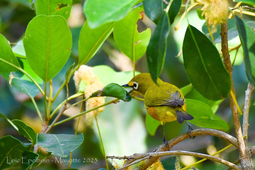 Mayotte White-eye