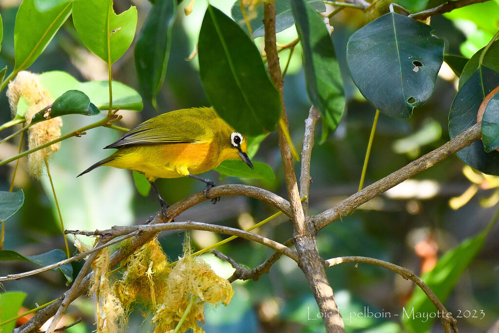 Mayotte White-eye