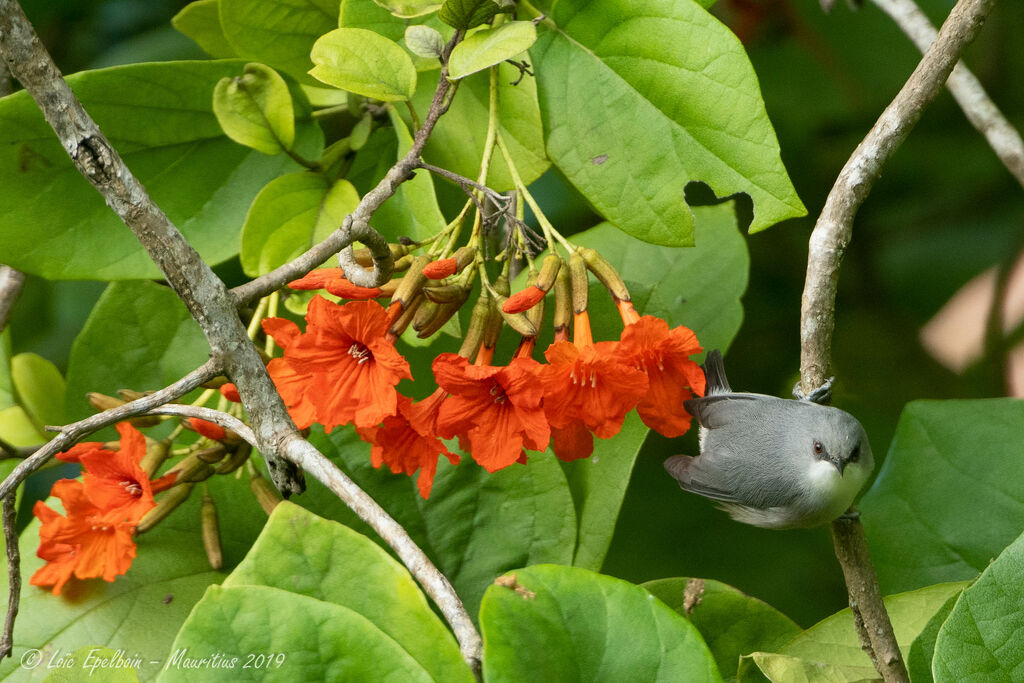 Mauritius Grey White-eye