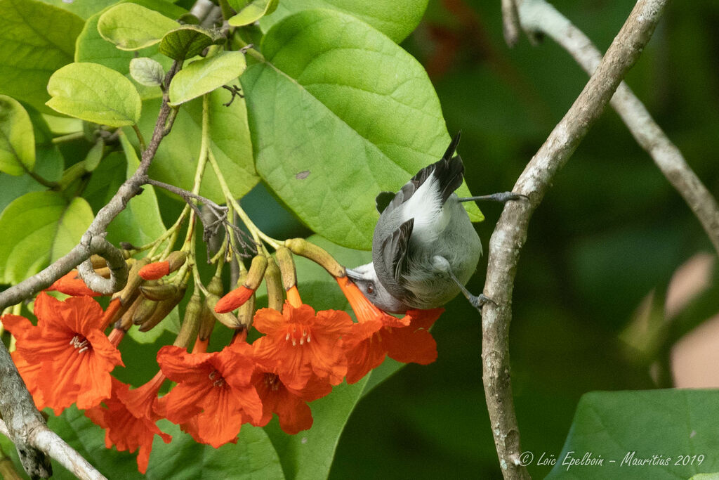 Mauritius Grey White-eye