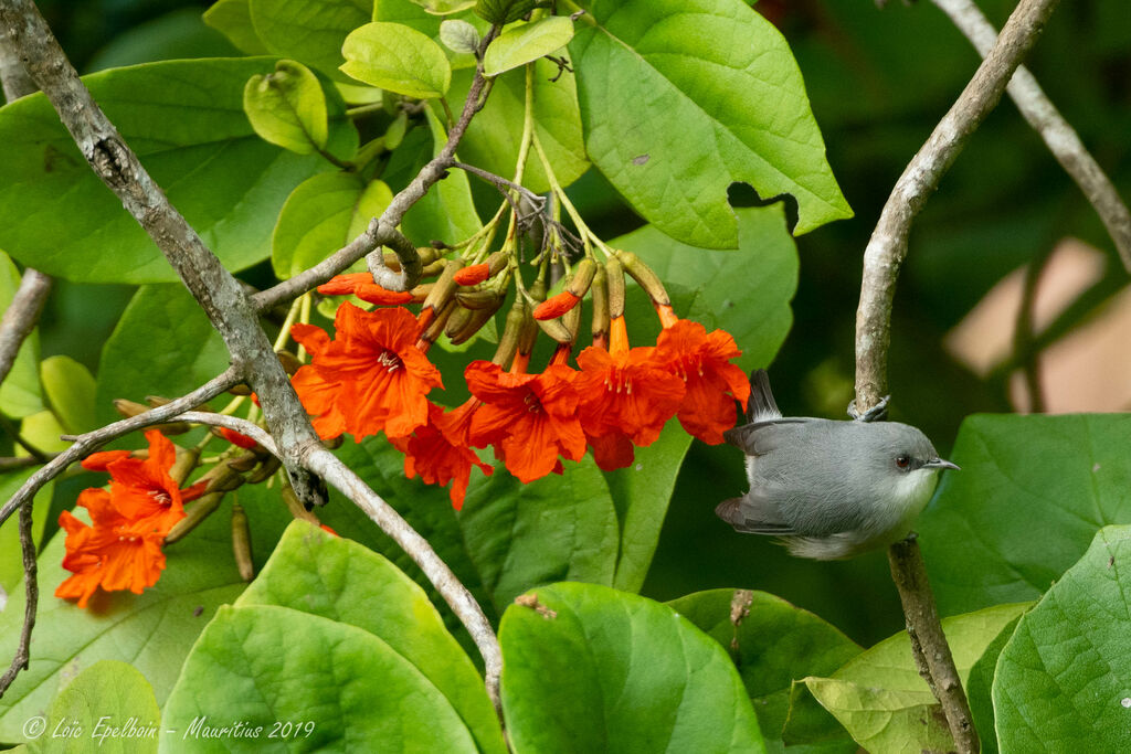 Mauritius Grey White-eye