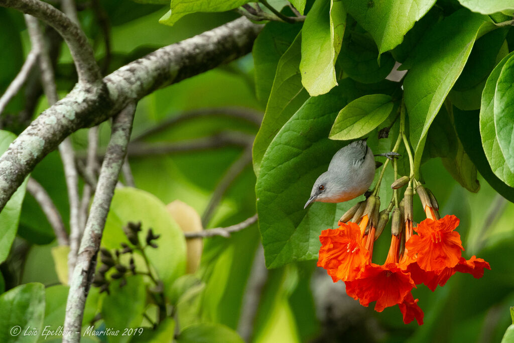 Mauritius Grey White-eye