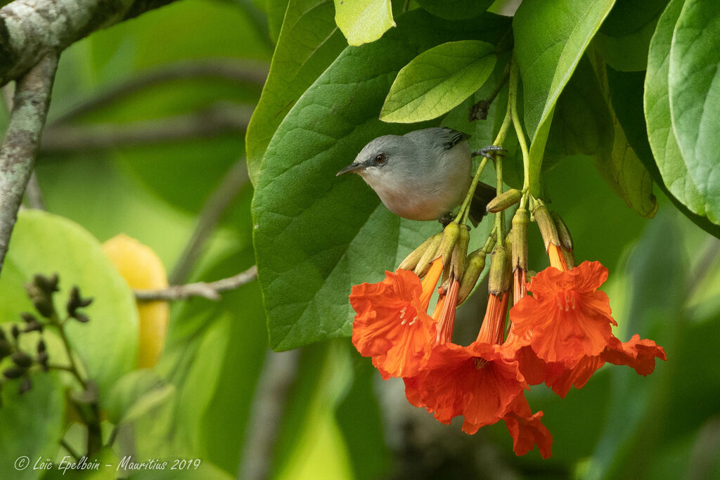 Mauritius Grey White-eye