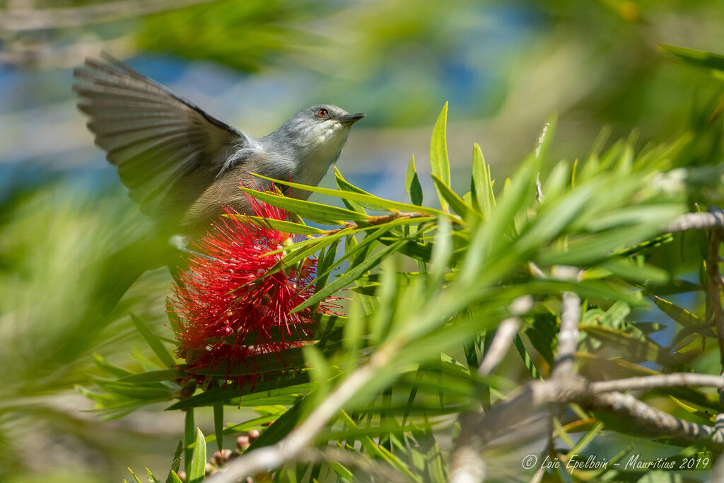 Mauritius Grey White-eye