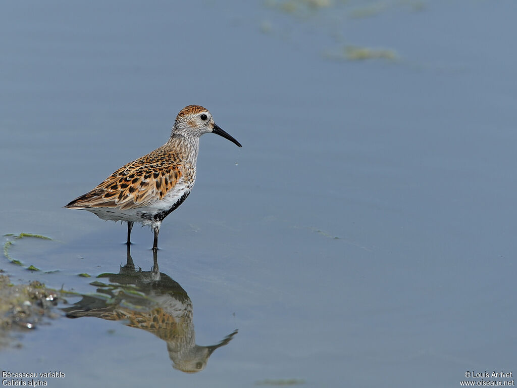 Bécasseau variable