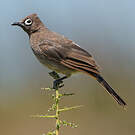 Bulbul du Cap