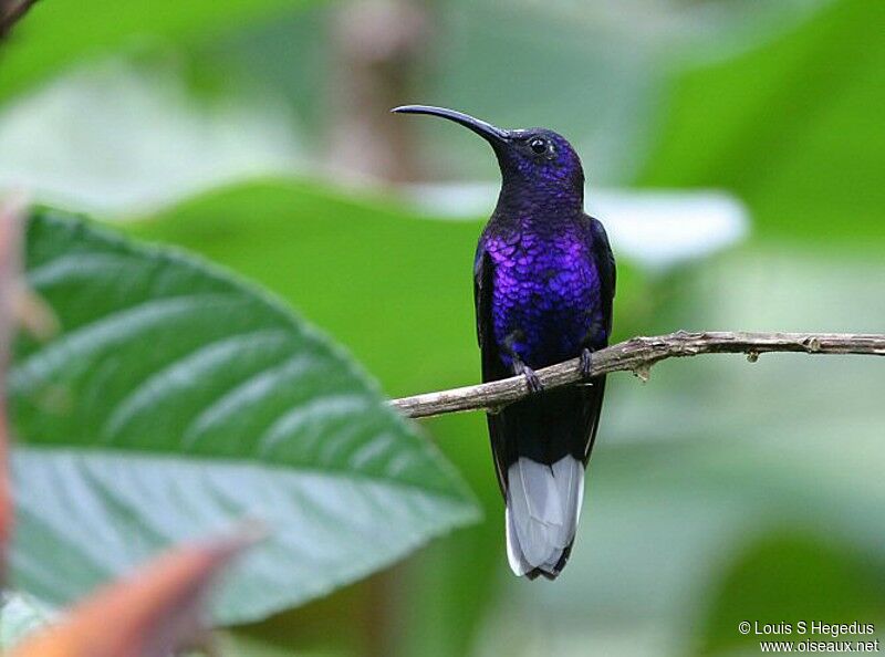 Violet Sabrewing