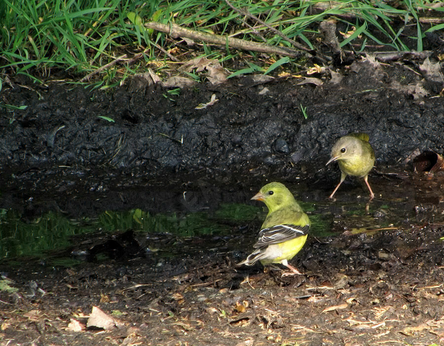 American Goldfinch