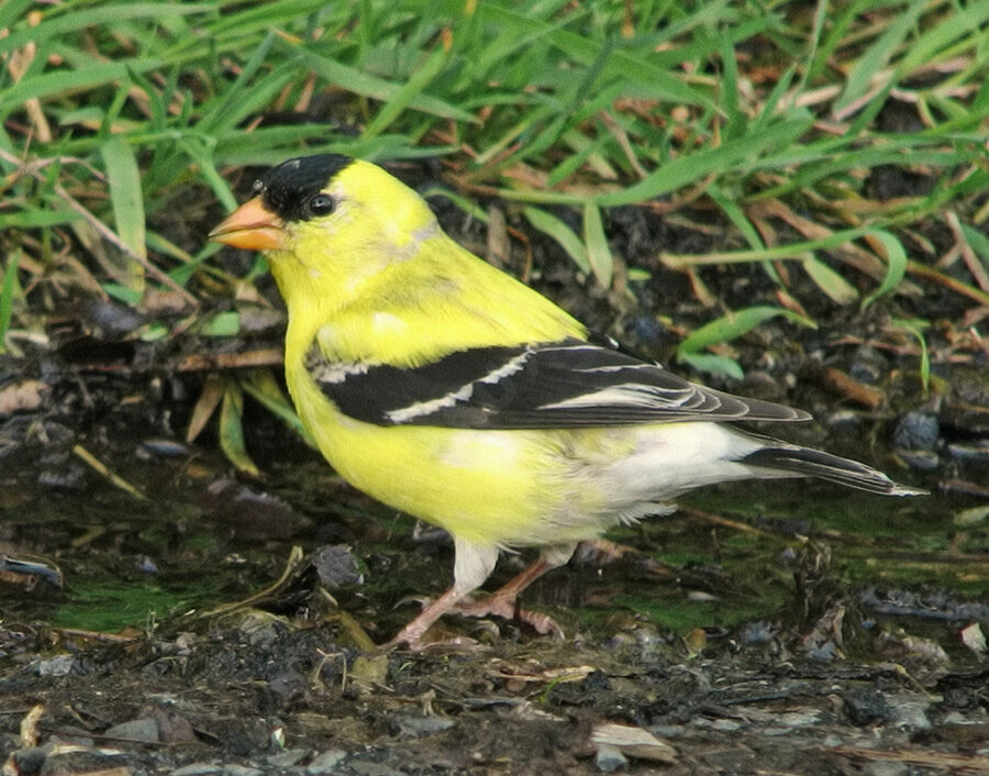 American Goldfinch