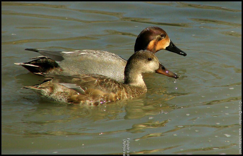 Canvasback