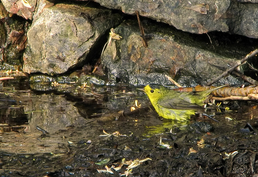 Wilson's Warbler