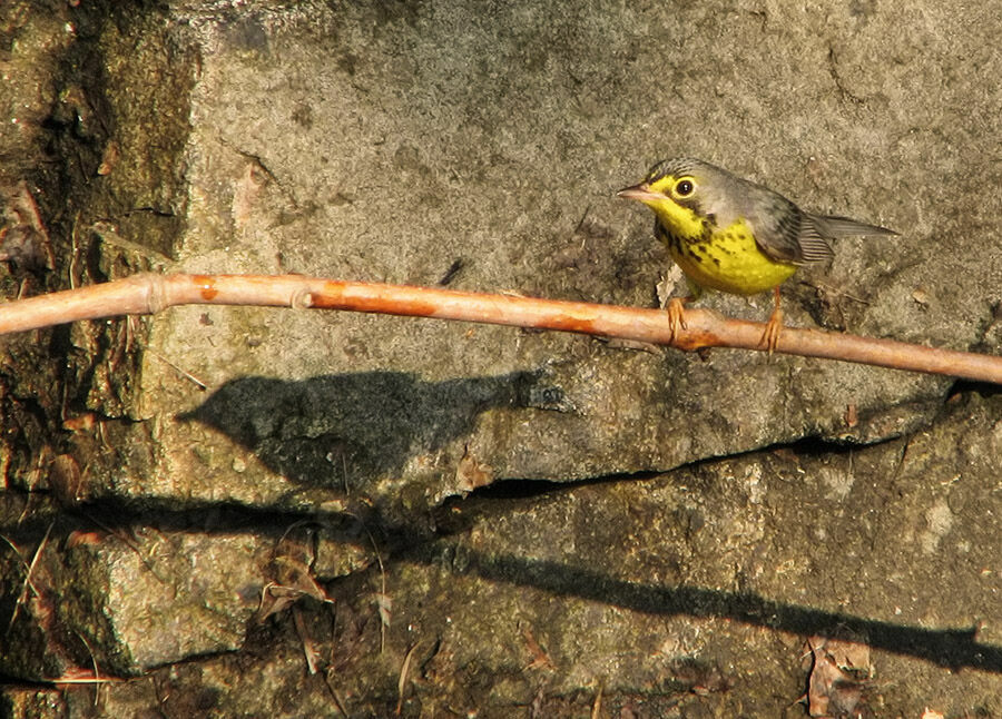 Canada Warbler