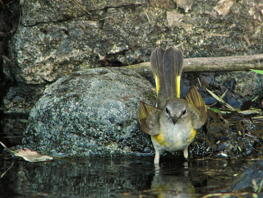 American Redstart