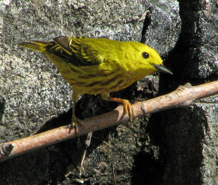 Paruline jaune
