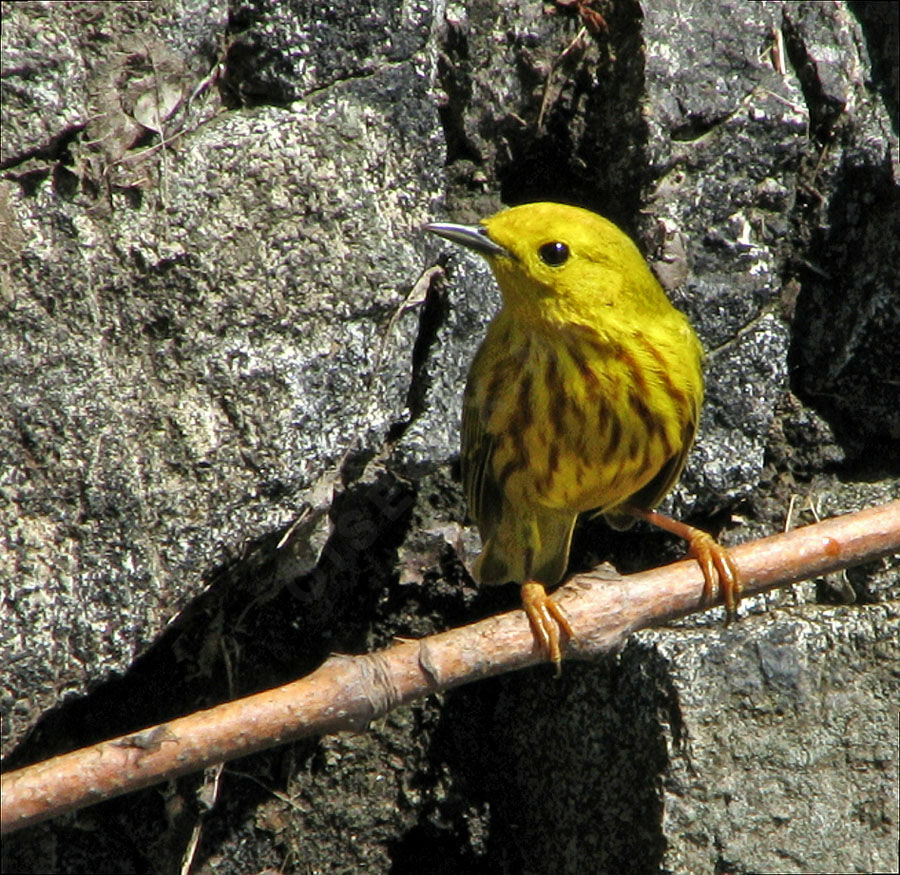 American Yellow Warbler