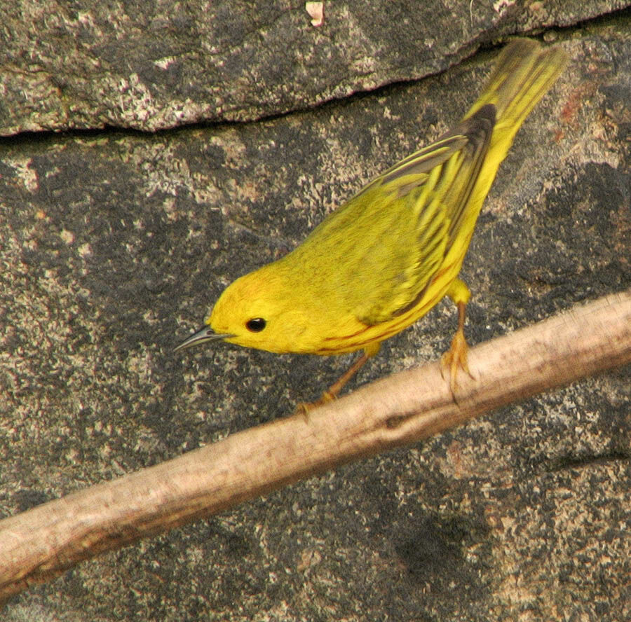 American Yellow Warbler