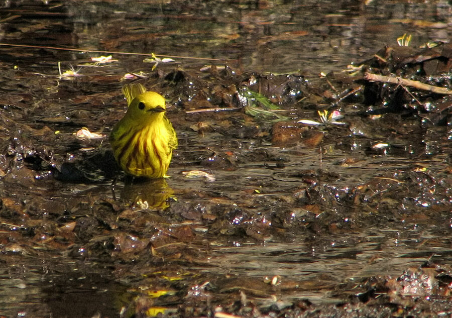 American Yellow Warbler