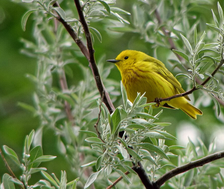 American Yellow Warbler