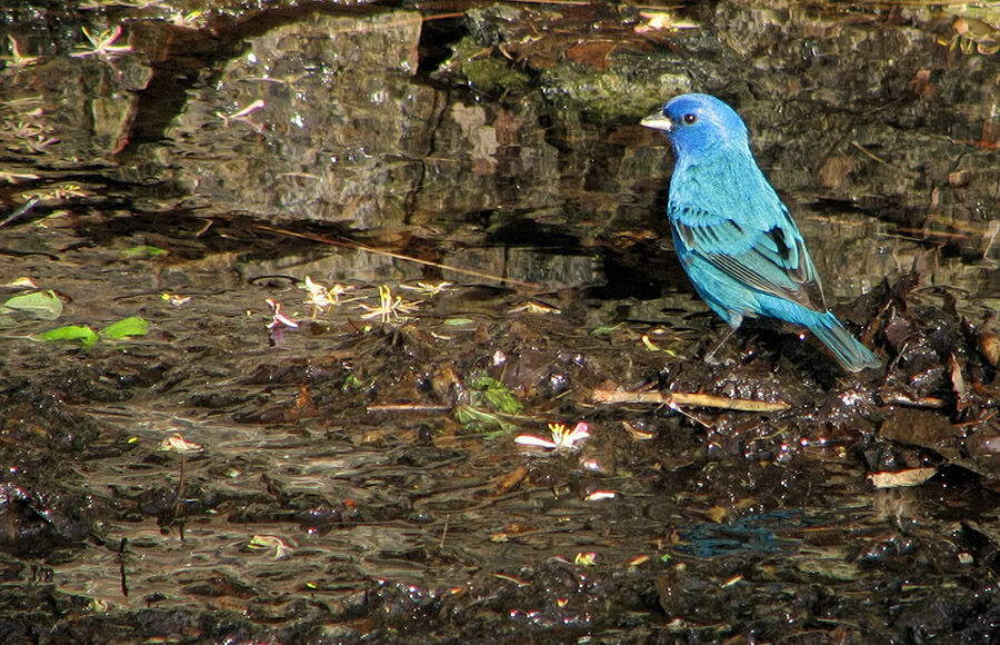 Passerin indigo