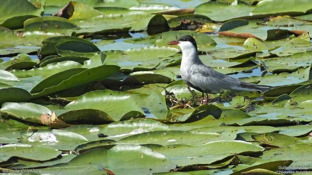 Whiskered Ternadult breeding, habitat
