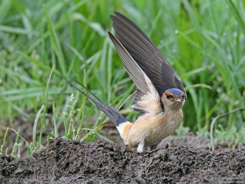 European Red-rumped Swallowadult breeding, identification, Reproduction-nesting
