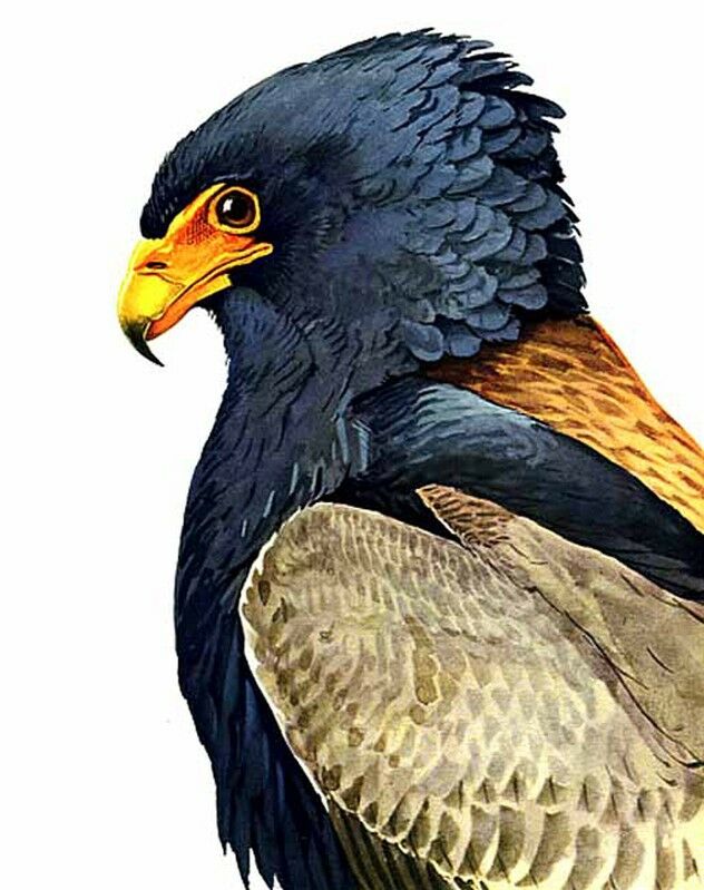 Bateleur