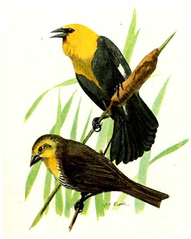 Yellow-headed Blackbird
