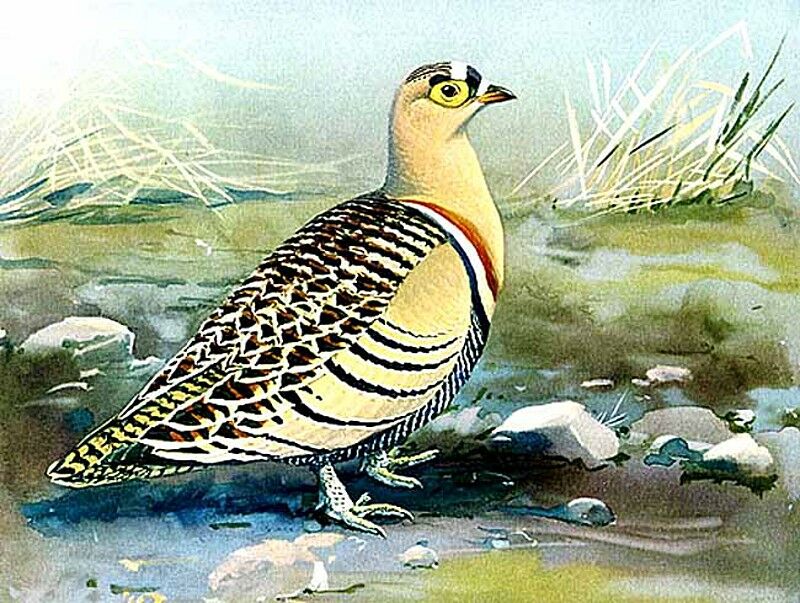 Four-banded Sandgrouse
