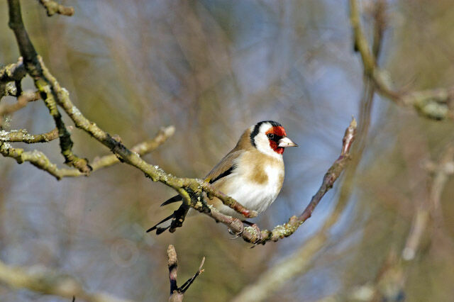 Chardonneret élégant