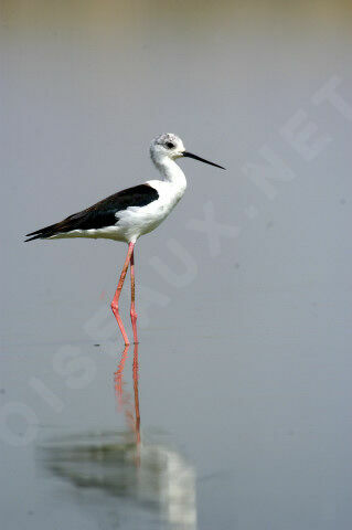 Black-winged Stilt