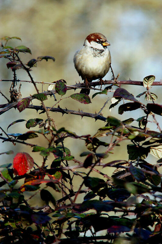 Moineau domestique