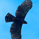 Aigle tyran
