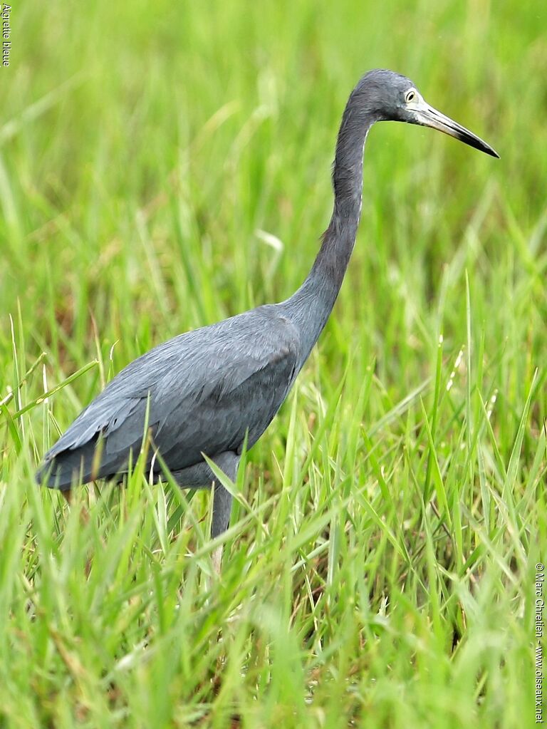 Little Blue Heronadult