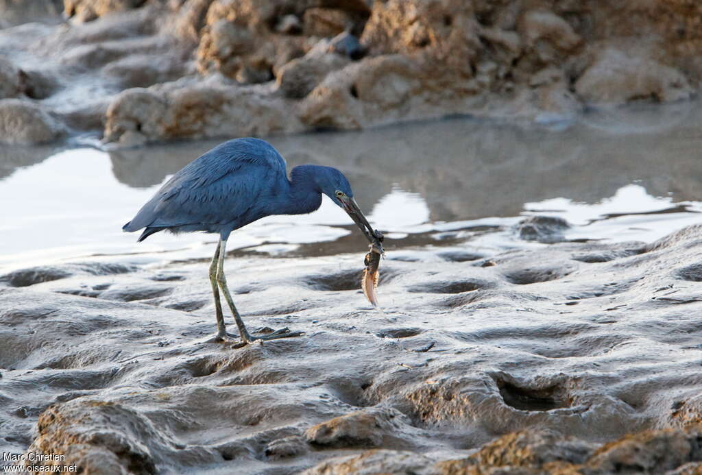 Little Blue Heronadult, habitat, feeding habits, eats