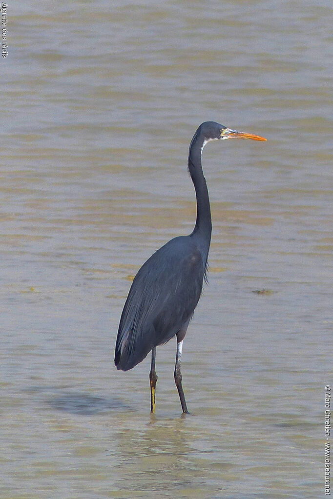 Western Reef Heron male