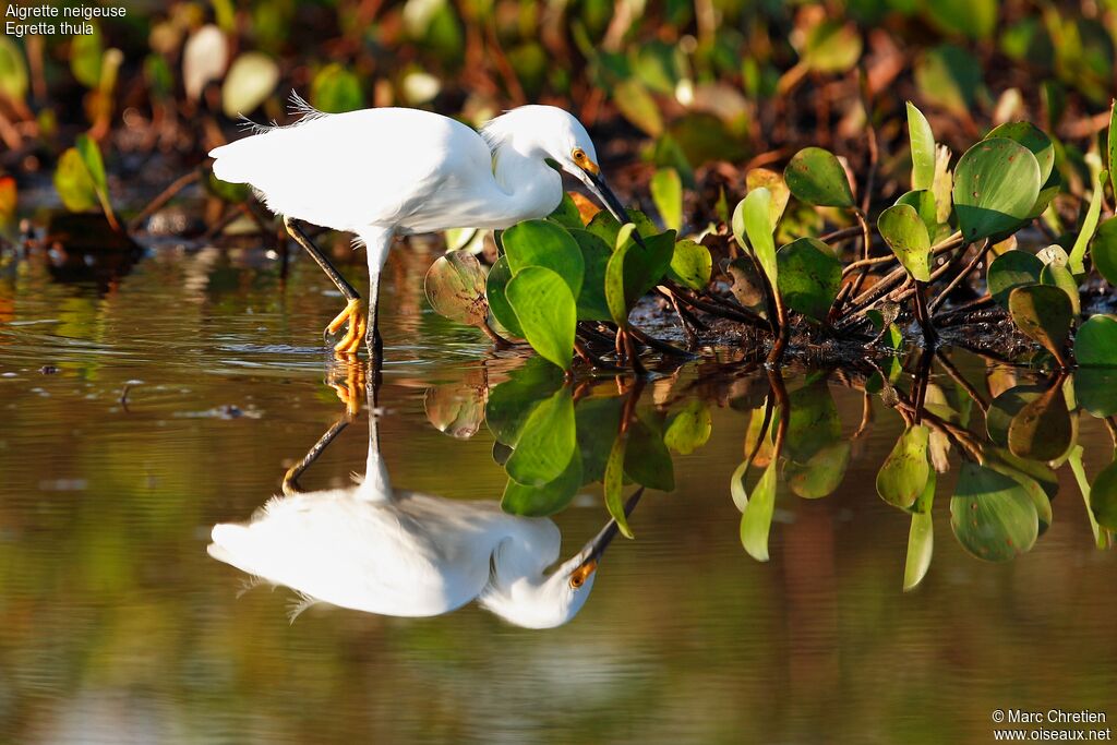 Aigrette neigeuseadulte