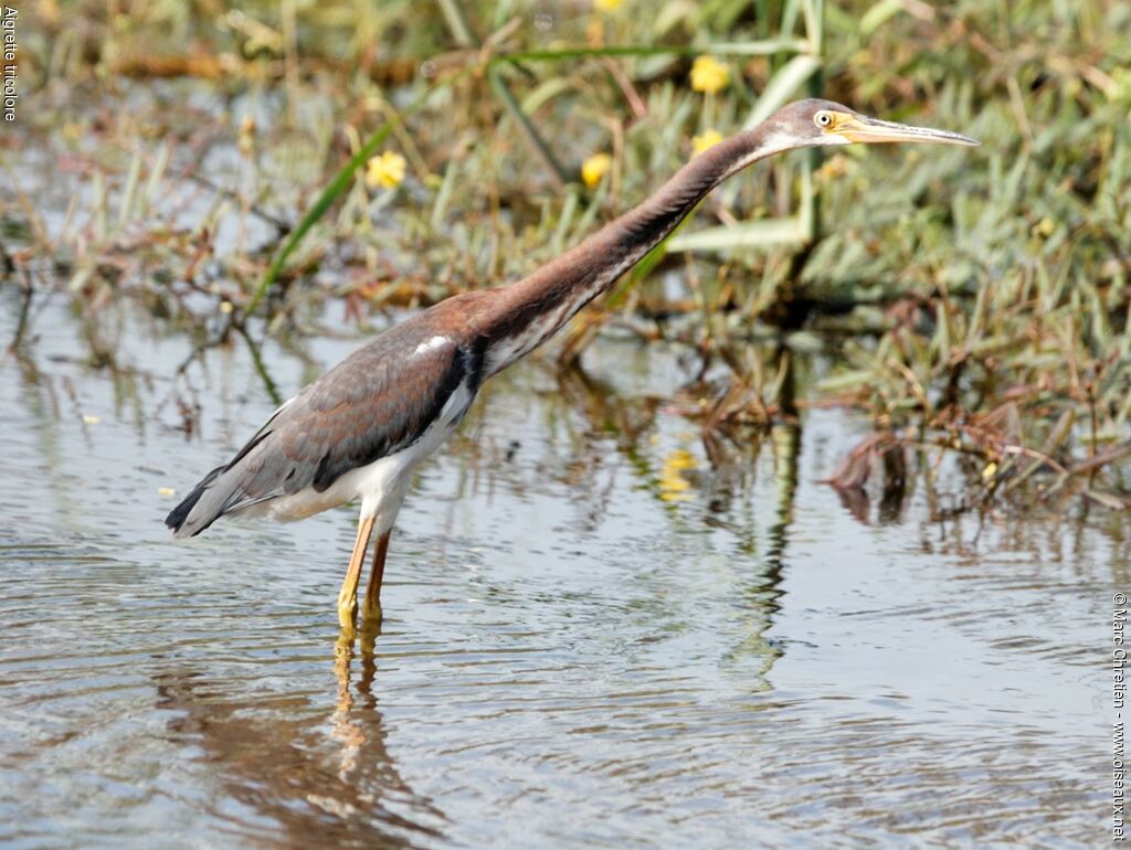 Aigrette tricolore