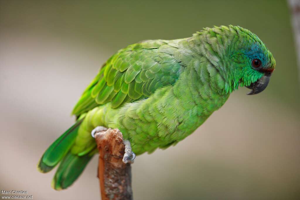 Festive Amazonadult, identification