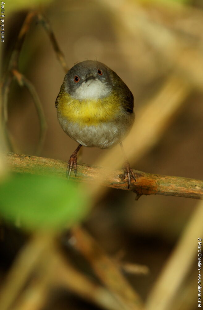 Apalis à gorge jaune, identification