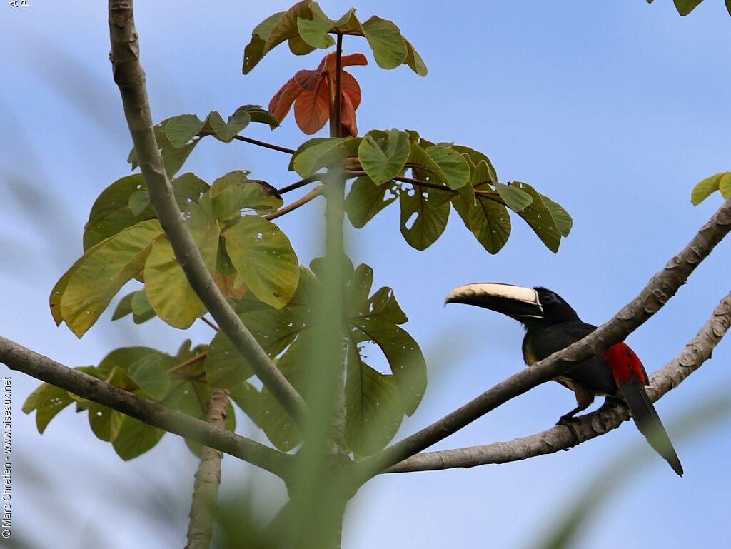 Black-necked Aracari