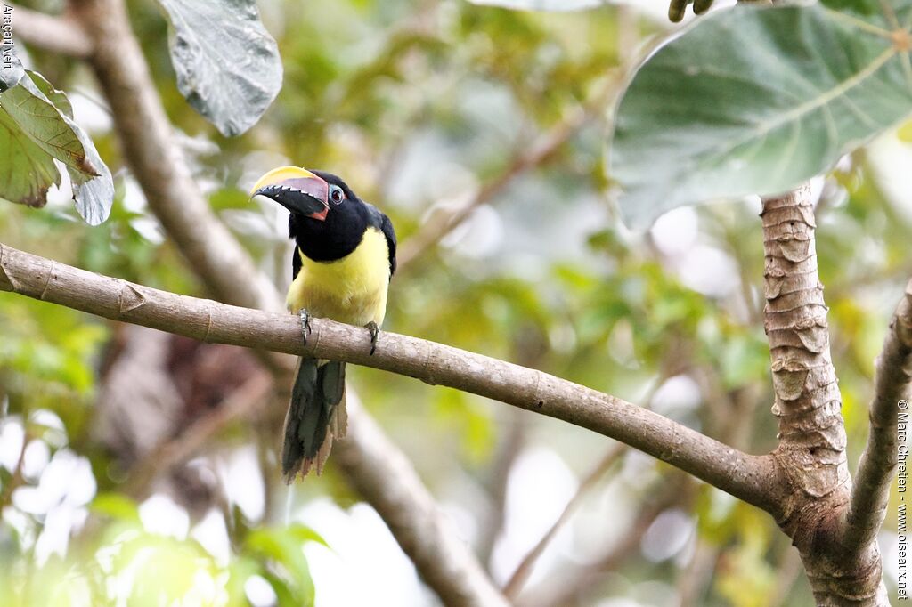 Green Aracari