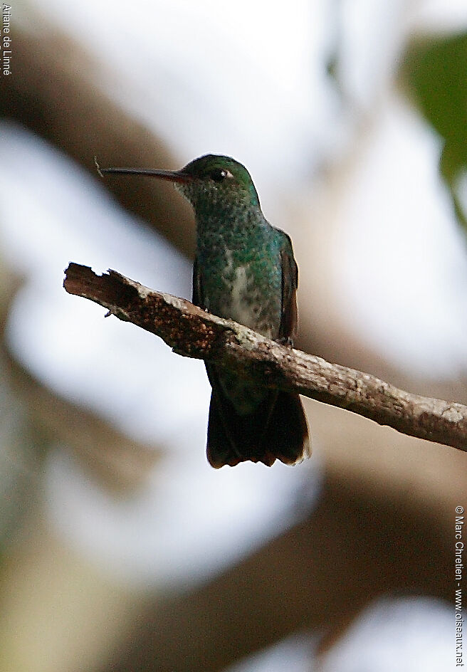 Glittering-throated Emerald