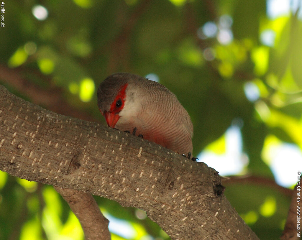 Common Waxbill