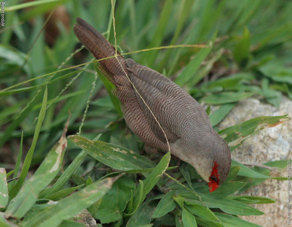 Common Waxbill