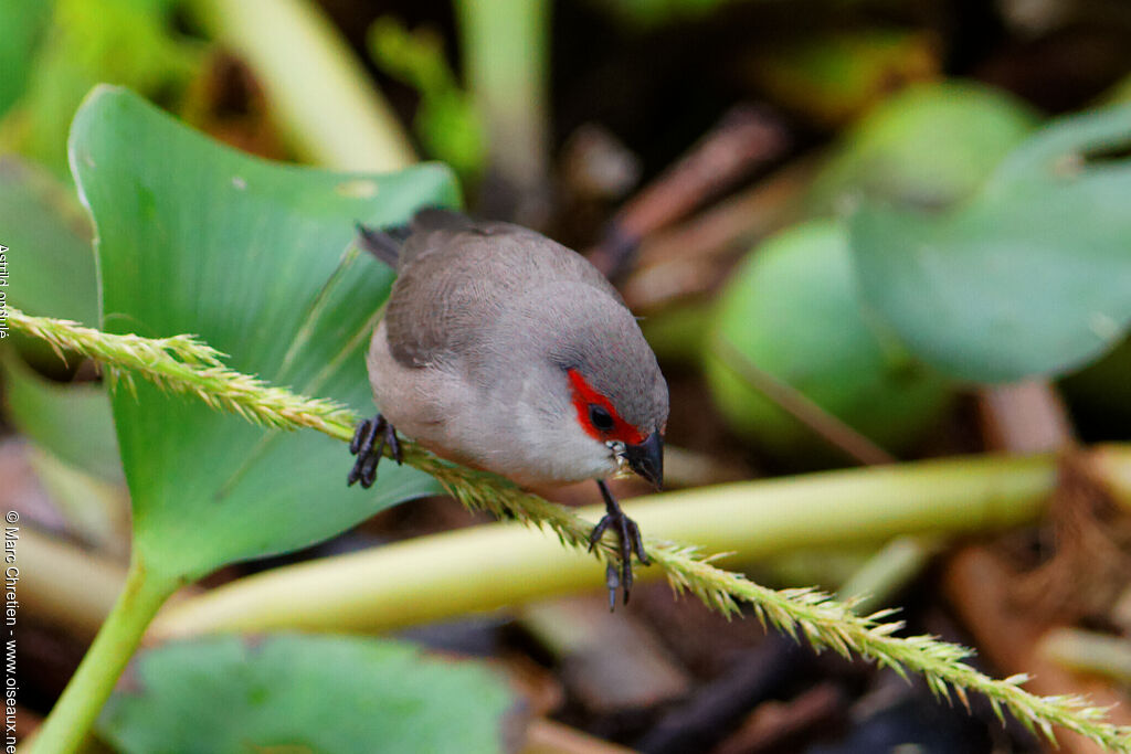 Common Waxbill