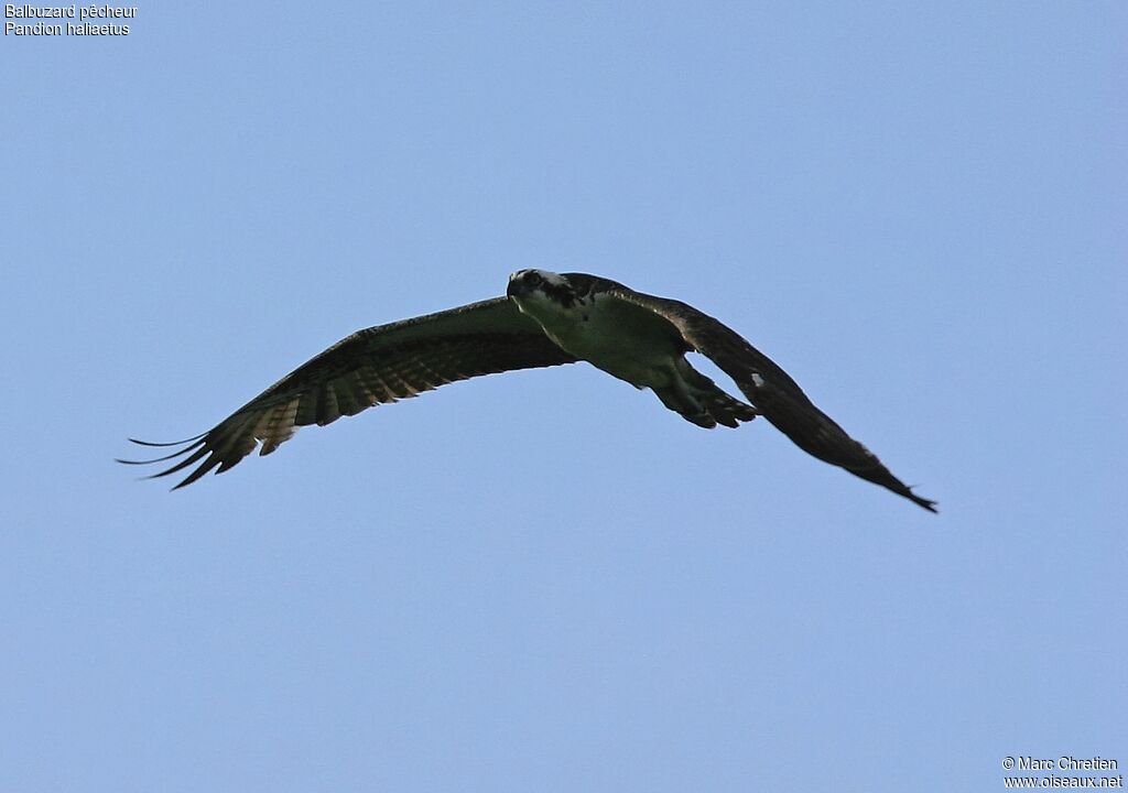 Balbuzard pêcheur