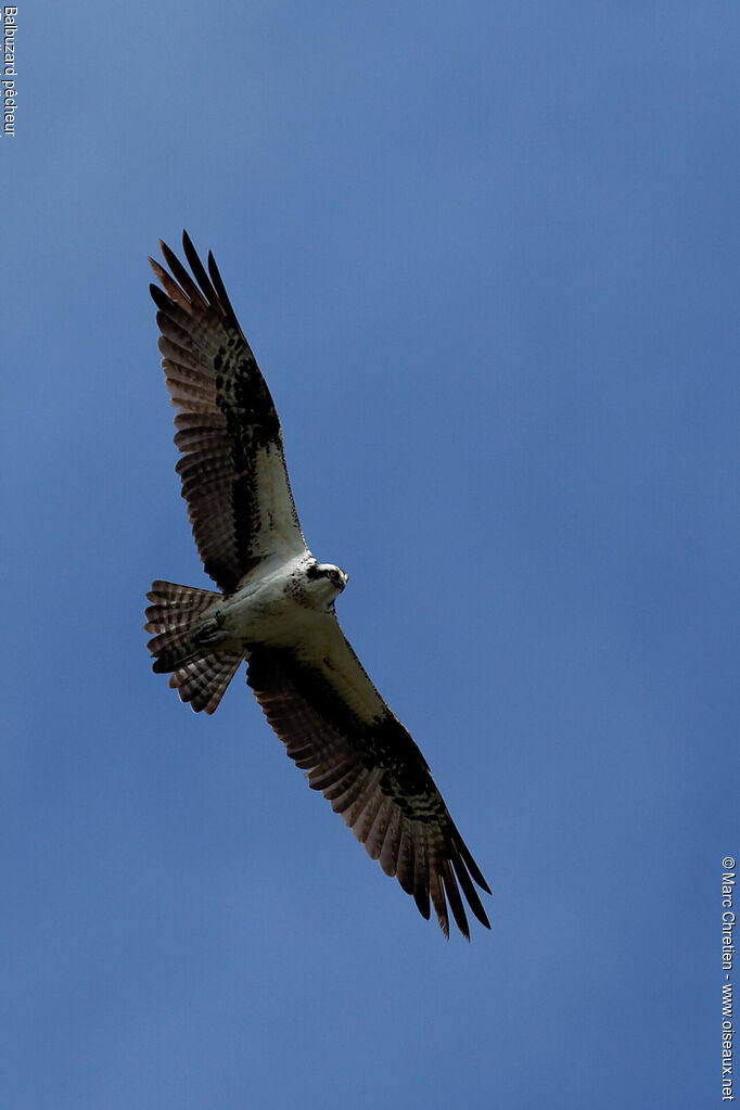 Osprey
