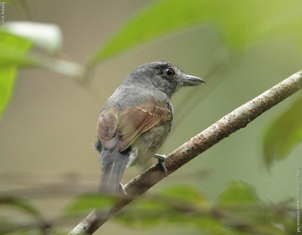 Batara sourisadulte