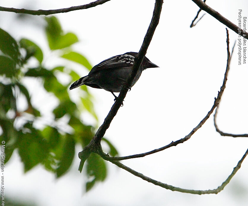 White-winged Becard
