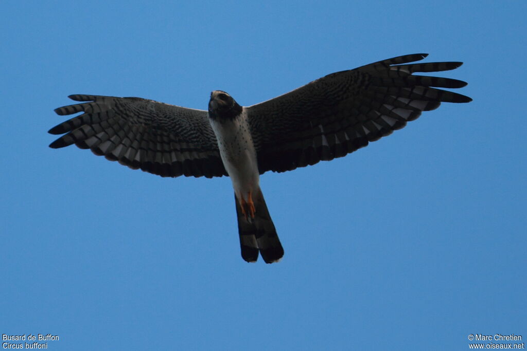 Long-winged Harrier